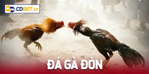 đá gà đòn