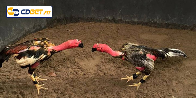 Khám phá khái niệm gà đá đòn