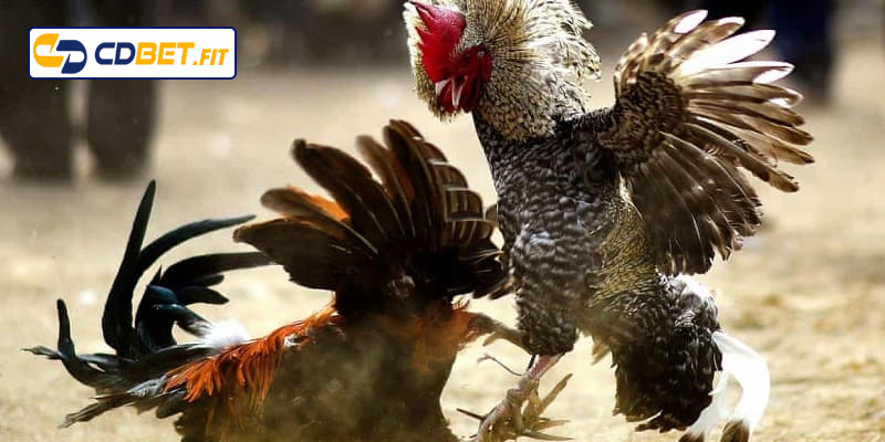 Các giống gà đòn được ưa chuộng hiện nay