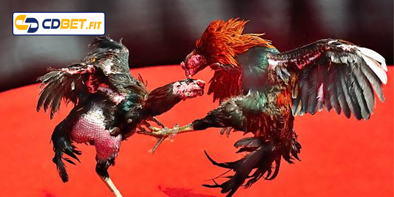 Cách chọn giống gà đòn chất lượng nhất