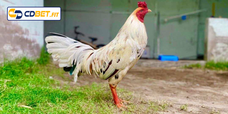 Những ngày trong năm đá gà bướm tốt