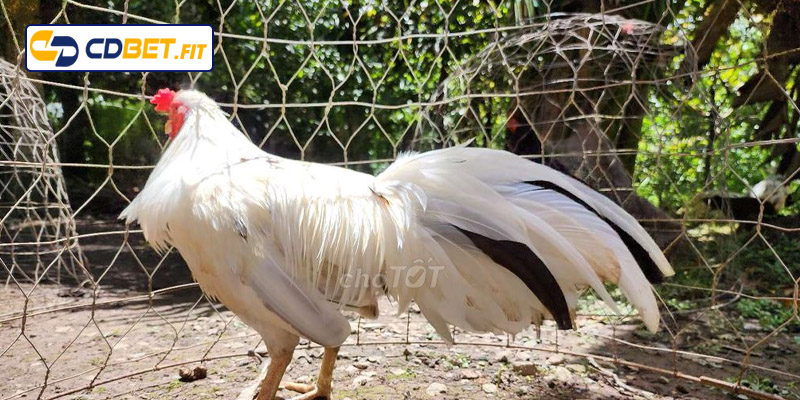 Những ngày trong tháng thời điểm vàng để đá gà bướm