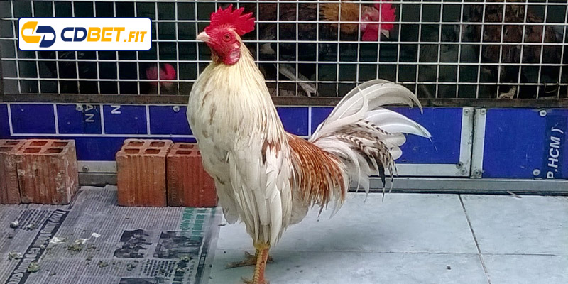 Những ngày trong tuần thích hợp để đá gà bướm