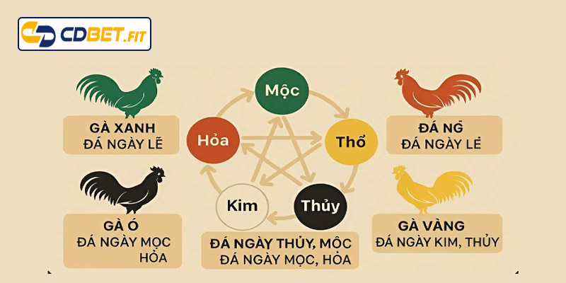 Cách nhận biết màu mạng gà đá theo ngũ hành