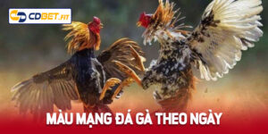 màu mạng gà đá