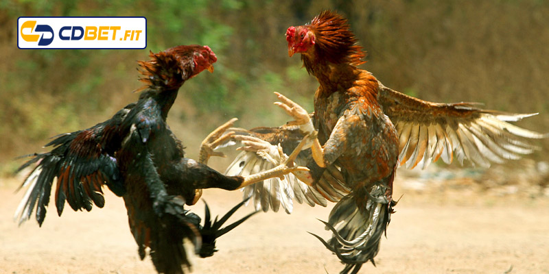 Màu mạng gà đá theo ngày có ý nghĩa gì?