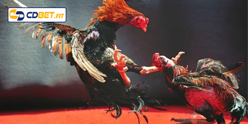 Các loại màu mạng gà đá phổ biến hiện nay